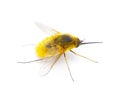 parasitic bee for hover fly - Systoechus solitus - wing iridescent color, blonde fuzzy furry yellow cream colored. isolated on Royalty Free Stock Photo