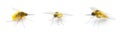 parasitic bee for hover fly - Systoechus solitus - wing iridescent color, blonde fuzzy furry yellow cream colored. isolated on Royalty Free Stock Photo