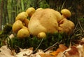 Parasitic bolette fungus (Pseudoboletus parasiticus). Royalty Free Stock Photo