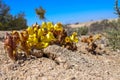 Cistanche tubulosa desert hyacinth on a mound of sand