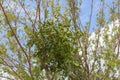Parasitic Cluster of the Mistletoe Plant. Royalty Free Stock Photo