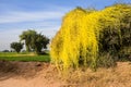 Parasitic Dodder on a tree Royalty Free Stock Photo