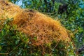 Parasitic dodder vine Cuscuta - Crystal River, Florida, USA