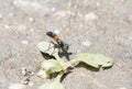 A Parasitic Fly Cylindromyia with a Red Abdomen Perched on the Ground on Vegetation in Colorado Royalty Free Stock Photo