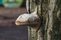 Parasitic mushroom on the tree bark