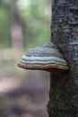 A parasitic fungus on the trunk of a dead tree