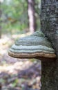 A parasitic fungus on the trunk of a dead tree