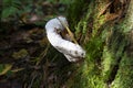 A parasitic fungus on the trunk of a dead tree