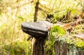 A parasitic fungus on the trunk of a dead tree