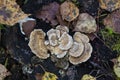 A parasitic fungus on the trunk of a dead tree