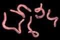 Parasitic hookworm Ancylosoma