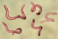 Parasitic hookworm Ancylosoma