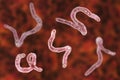 Parasitic hookworm Ancylosoma