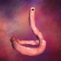 Parasitic hookworm Ancylosoma