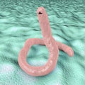 Parasitic hookworm Ancylosoma