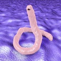 Parasitic hookworm Ancylosoma