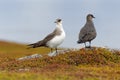 Parasitic Jaeger - Stercorarius parasiticus, big brown bird flying and sitting over the meadow in Norway near seacost Royalty Free Stock Photo