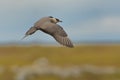 Parasitic Jaeger - Stercorarius parasiticus, big brown bird flying and sitting over the meadow in Norway near seacost Royalty Free Stock Photo