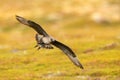 Parasitic Jaeger Stercorarius parasiticus captured in flight. Big brown bird flying over the meadow in Norway near seacost with Royalty Free Stock Photo