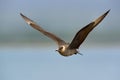 Parasitic Jaeger Stercorarius parasiticus captured in flight. Big brown bird flying over the meadow in Norway near seacost with