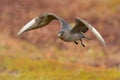 Parasitic Jaeger Stercorarius parasiticus captured in flight. Big brown bird flying over the meadow in Norway near seacost with Royalty Free Stock Photo