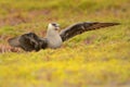 Parasitic Jaeger Stercorarius parasiticus Royalty Free Stock Photo