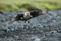 parasitic jaeger (Stercorarius parasiticus) Iceland