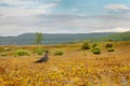 Parasitic Jaeger Stercorarius parasiticus in the tundra Royalty Free Stock Photo