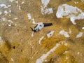 Parasitic lamprey fish close-up.