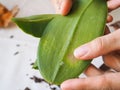 Parasitic mealybug on leaves of orchids. Parasites on plants. Diseases of plants. Royalty Free Stock Photo