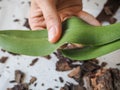 Parasitic mealybug on leaves of orchids. Parasites on plants. Diseases of plants. Royalty Free Stock Photo