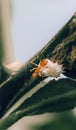 Parasitic Mealybug and red ant close-up macro. Ant on top of the mealybug trying to eat it