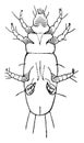 Parasitic Mite, vintage illustration