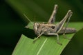 Parasitic Mites On American Grasshopper, Schistocerca Americana, Satara