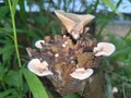Parasitic mushroom growing in the trunk of a guava tree