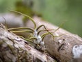 Parasitic plant on a branch in the Mexican jungle