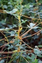 The parasitic plant cuscuta grows among crops Royalty Free Stock Photo