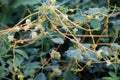 The parasitic plant cuscuta grows among crops Royalty Free Stock Photo