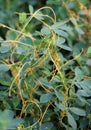The parasitic plant cuscuta grows among crops Royalty Free Stock Photo
