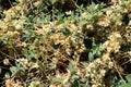 The parasitic plant cuscuta grows among crops Royalty Free Stock Photo