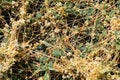 The parasitic plant cuscuta grows among crops Royalty Free Stock Photo