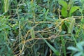 The parasitic plant cuscuta grows among crops Royalty Free Stock Photo