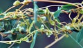 The parasitic plant cuscuta grows among crops Royalty Free Stock Photo