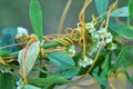 The parasitic plant cuscuta grows among crops Royalty Free Stock Photo