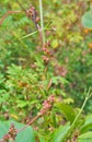 Parasitic plant dodder Royalty Free Stock Photo