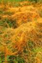 Parasitic Plant Dodder Royalty Free Stock Photo