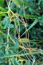 The parasitic plant field dodder (Cuscuta campestris) grows among crops Royalty Free Stock Photo