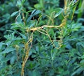 The parasitic plant field dodder (Cuscuta campestris) grows among crops Royalty Free Stock Photo