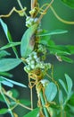 The parasitic plant field dodder (Cuscuta campestris) grows among crops Royalty Free Stock Photo