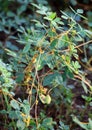 The parasitic plant field dodder (Cuscuta campestris) grows among crops Royalty Free Stock Photo